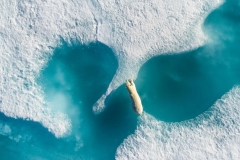 „Above The Polar Bear“ Gesamtsieger für das beste Drohnenfoto des Jahres © Florian Ledoux