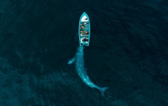 Drone-Awards-2020-NATURE-1st-Classified-Gray-Whale-Plays-Pushing-Tourists-by-Joseph-Cheires